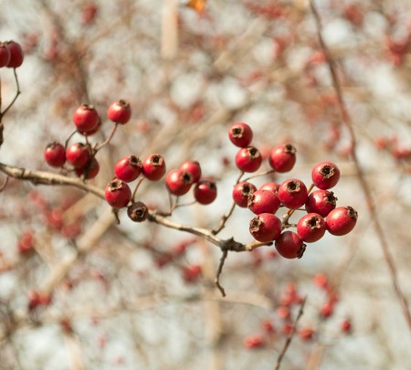 The branch of hawthorn in the late autumn