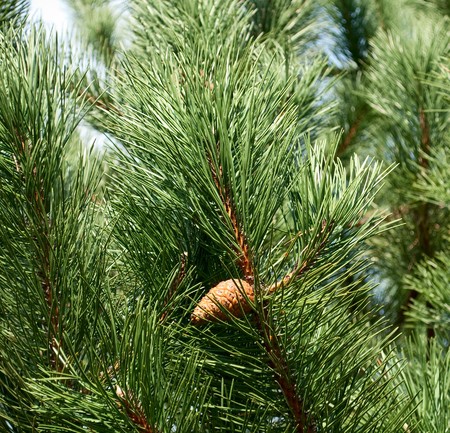 green background - pine with a pinecone
