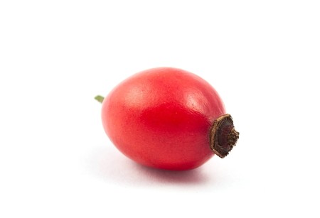 briar on a white backgroundの写真素材