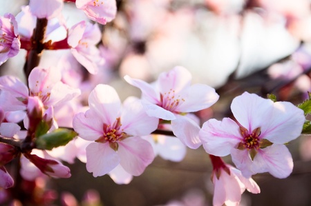 pink apple blossom in springの写真素材
