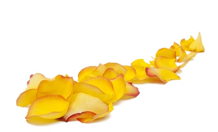 yellow rose petals on white backgroundの写真素材