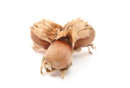 hazelnuts on a white backgroundの写真素材