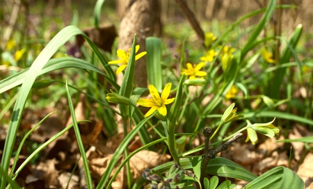 the first spring flowers on a white backgroundの写真素材