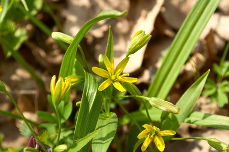 the first spring flowers on a white backgroundの写真素材