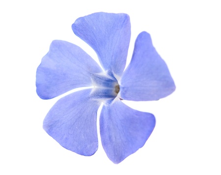 periwinkle flower on a white backgroundの写真素材