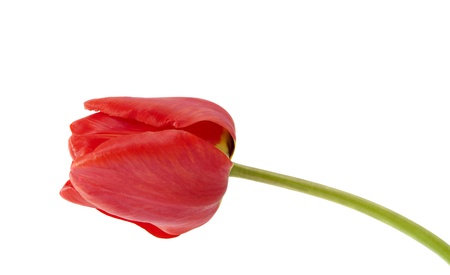 red tulip on a white backgroundの写真素材