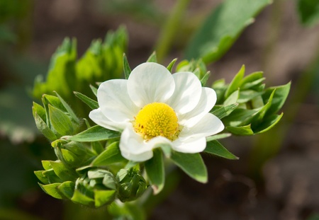 strawberry flower in the gardenの写真素材