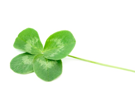 leaf clover on white background