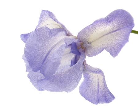 iris flower on a white background