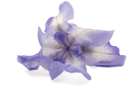 iris flower on a white background