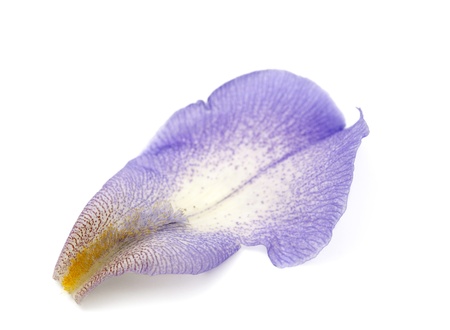 iris flower on a white backgroundの写真素材