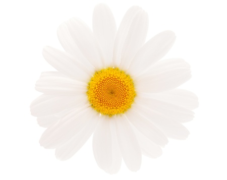 daisy on a white backgroundの写真素材