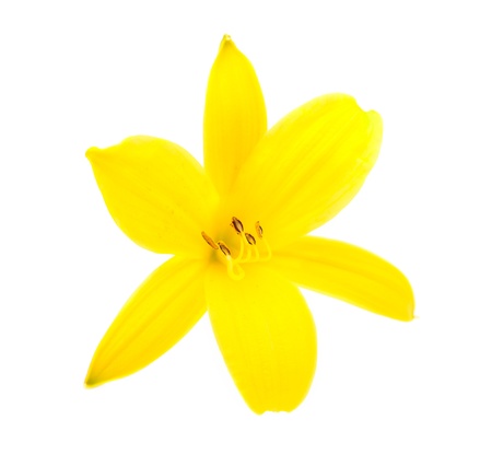 yellow lily on a white background の写真素材