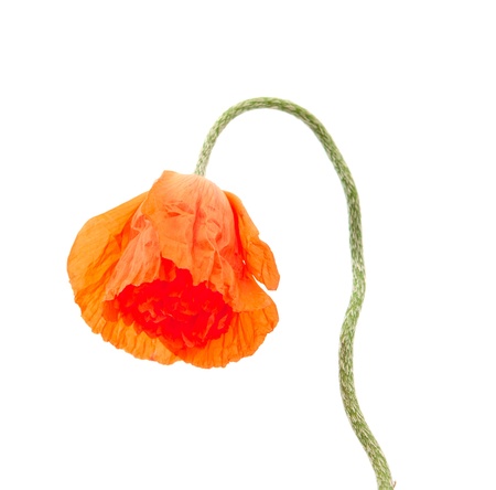 red poppies on white backgroundの写真素材