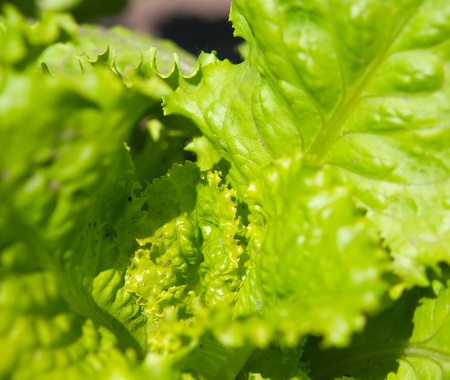 lettuce in the gardenの写真素材