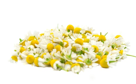 Pharmacy daisy on a white backgroundの写真素材