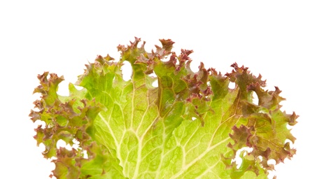 lettuce leaves on a white backgroundの写真素材
