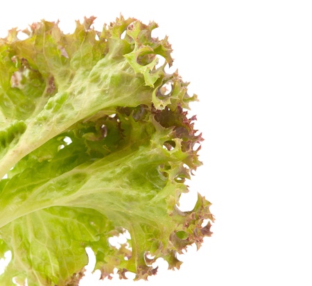 lettuce leaves on a white backgroundの写真素材