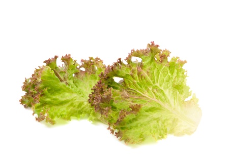 lettuce leaves on a white backgroundの写真素材