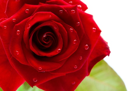 dark red rose with drops on white backgroundの写真素材