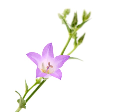 flower meadow bell on a white backgroundの写真素材
