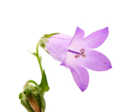 flower meadow bell on a white backgroundの写真素材