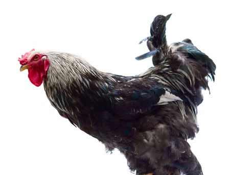 cock on a white backgroundの写真素材