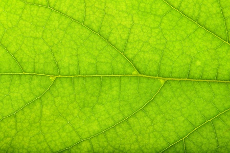 texture of green leaf
