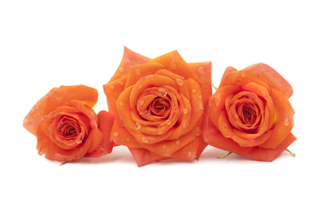 Orange rose on white backgroundの写真素材