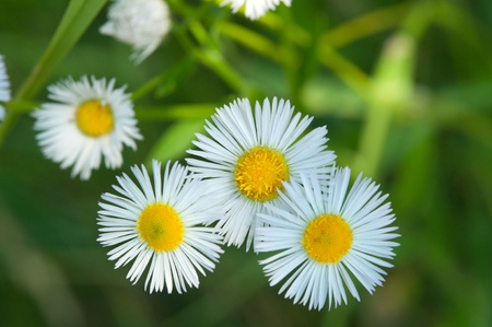 meadow flowers bloom in summerの写真素材