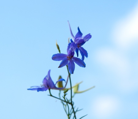 cornflower blue sky background toの写真素材