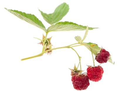 red raspberries on a white background