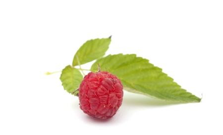 red raspberries on a white background