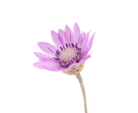 immortelle flower on a white backgroundの写真素材