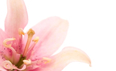 pink lily on white backgroundの写真素材