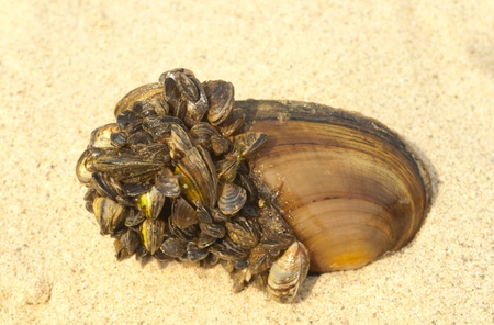 mussels in the sand
