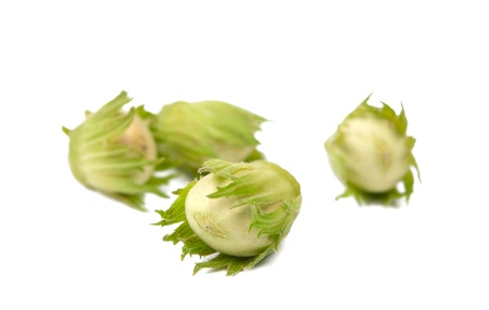 hazel nut on a white backgroundの写真素材