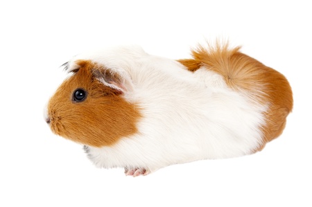 guinea pig on a white background