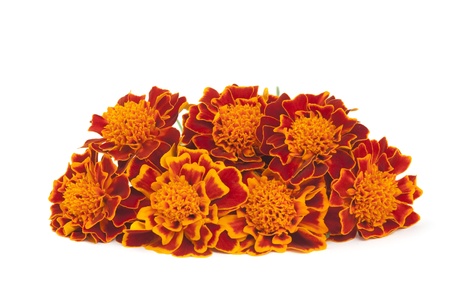 Marigold flower on a white backgroundの写真素材