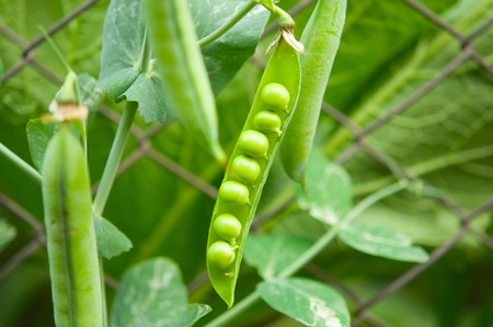 peas growing on the farmの写真素材