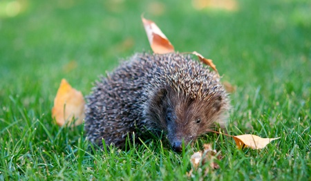 little hedgehog in the grass, autumnの写真素材