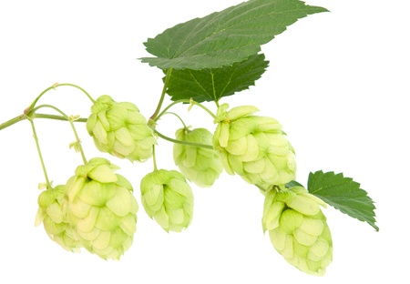 hop cones on a white background