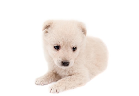 beige puppy on white backgroundの写真素材