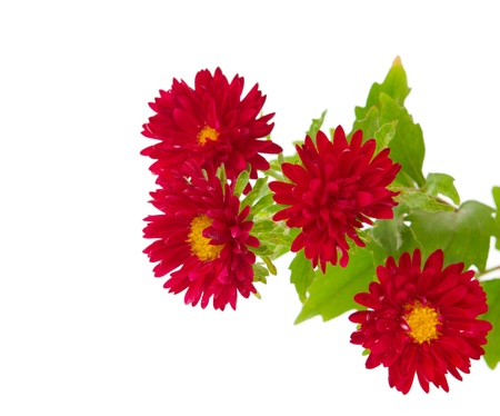 aster red on a white backgroundの写真素材