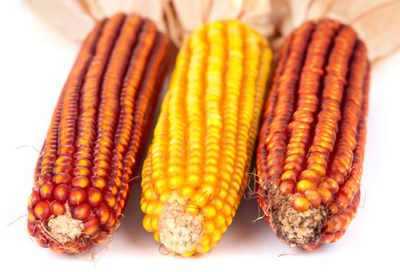 ripe corn on a white background