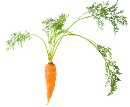 carrots on a white backgroundの写真素材
