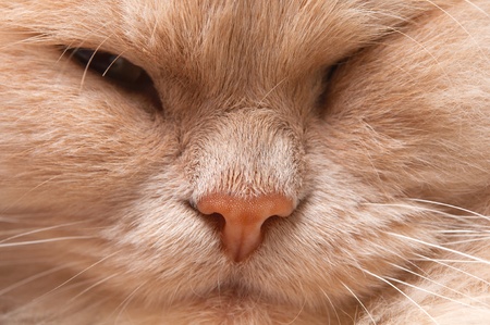 Close up of sleepeng beauty  catの写真素材