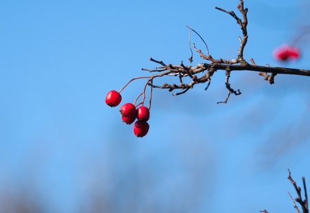 hawthorn on the branches of the tree