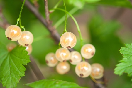 currant growing in the garden