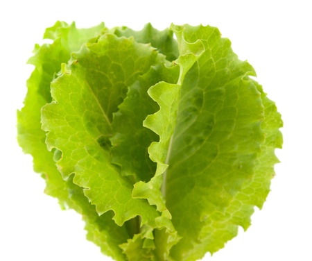 lettuce leaves on a white backgroundの写真素材